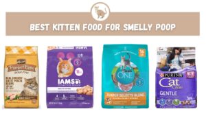 Best Kitten Food for Smelly Poop