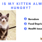 why is my kitten always hungry
