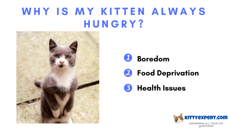 Why Is My Kitten Always Hungry The Kitty Expert