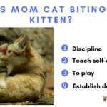 Why Is Mom Cat Biting Baby Kitten