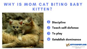 Why Is Mom Cat Biting Baby Kitten