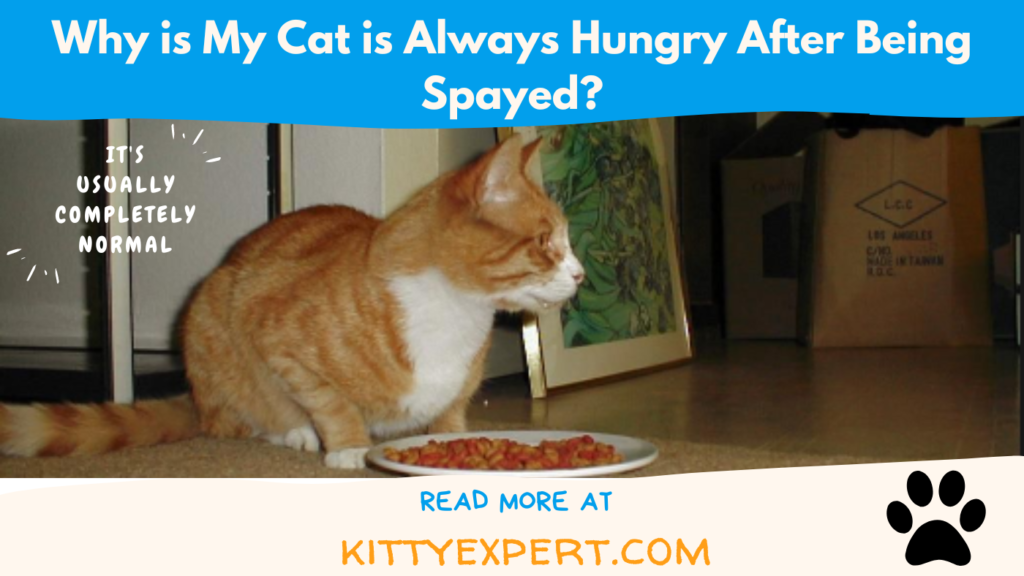 why-is-my-cat-is-always-hungry-after-being-spayed-the-kitty-expert