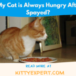 Cat is Always Hungry After Being Spayed