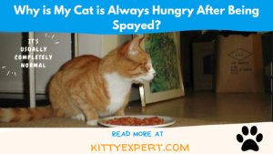 Cat is Always Hungry After Being Spayed