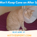 Cat Won’t Keep Cone on After Spay