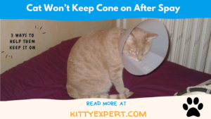 Cat Won’t Keep Cone on After Spay