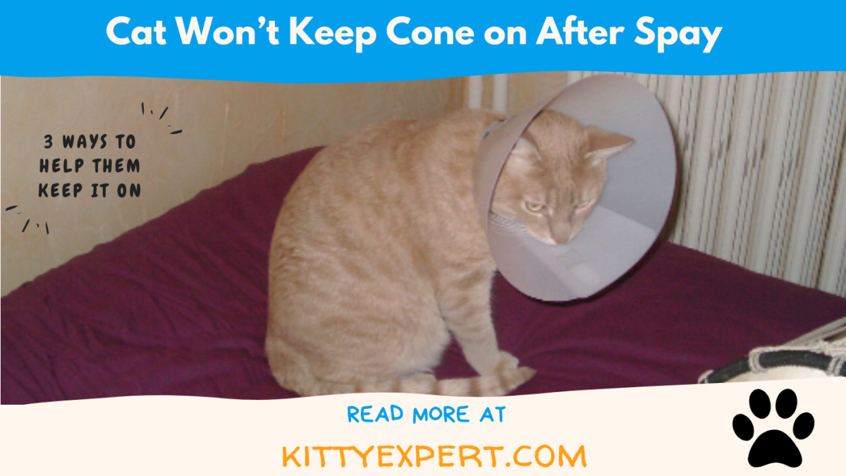 Cat Won’t Keep Cone on After Spay The Kitty Expert