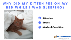 cat peed on bed while I was sleeping