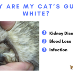 why are my cat's gums white