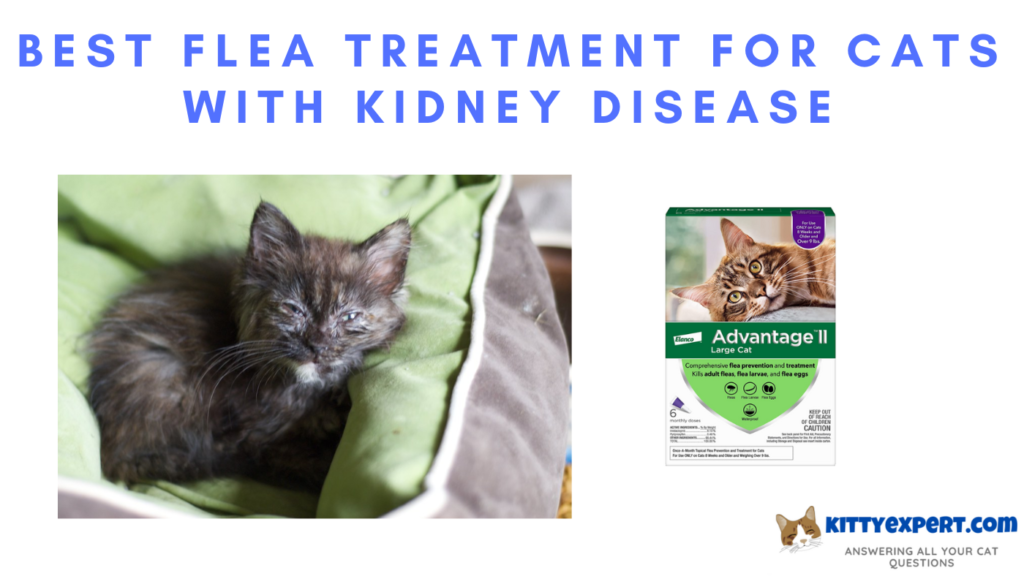 Best Flea Treatment for Cats with Kidney Disease