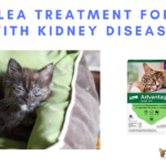 Best Flea Treatment for Cats with Kidney Disease