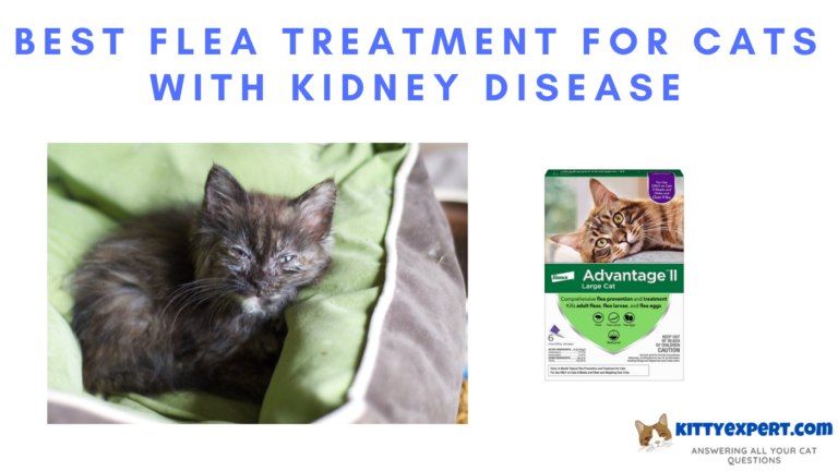 Snapshot of Kidney Disease And Flea Control In Cats