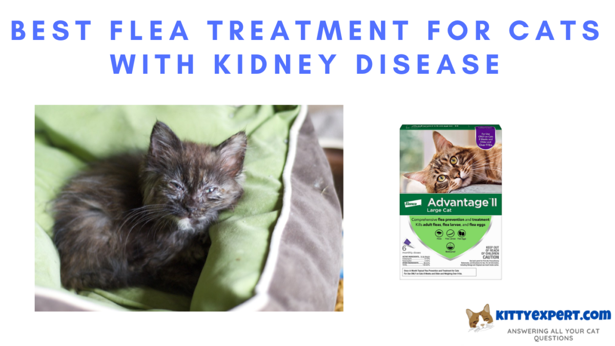 kidney-disease-in-cats-101-evanger-s-dog-cat-food-co-inc