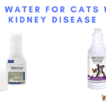 Best Water for Cats with Kidney Disease