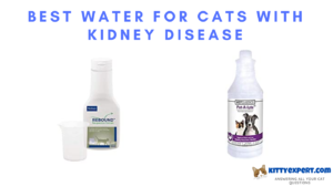 Best Water for Cats with Kidney Disease