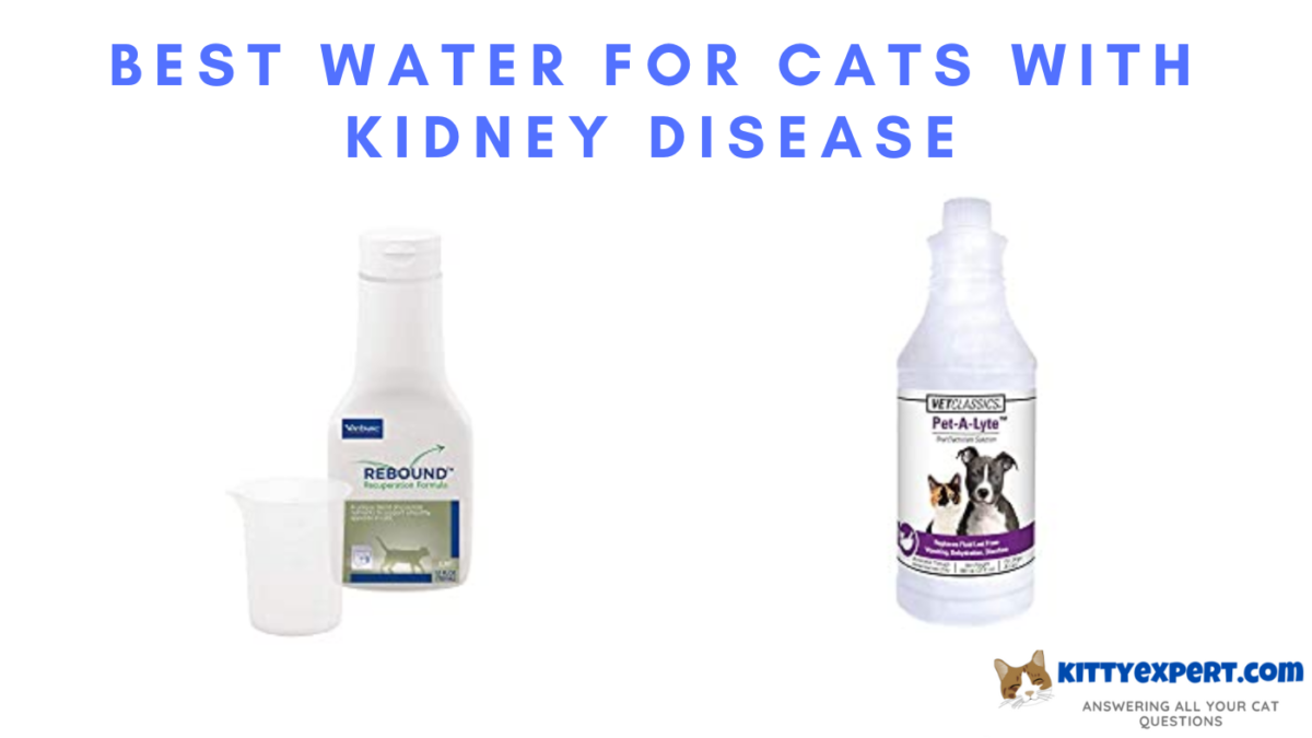 best water for cats with kidney disease