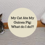 My Cat Ate My Guinea Pig
