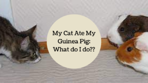 My Cat Ate My Guinea Pig