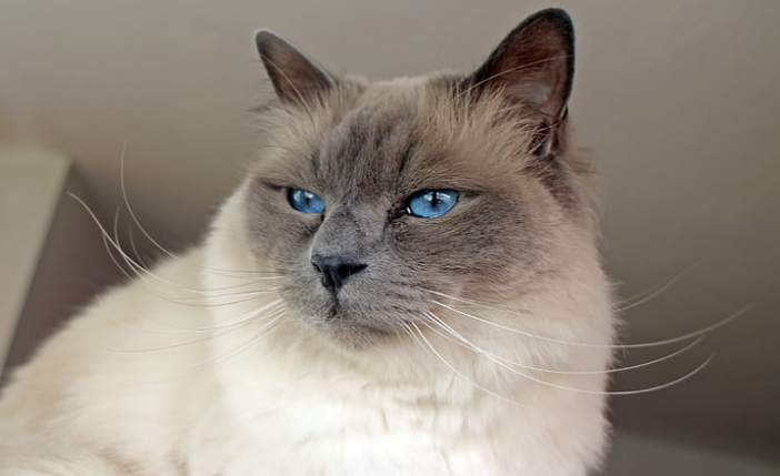 good long haired cat breeds