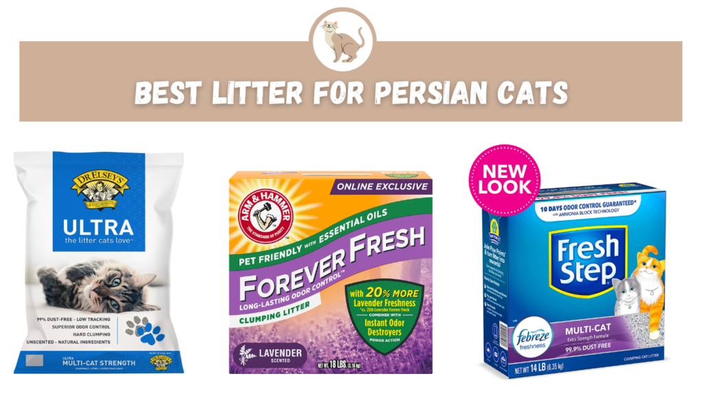 Best Litter for Persian Cats