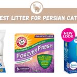 Best Litter for Persian Cats