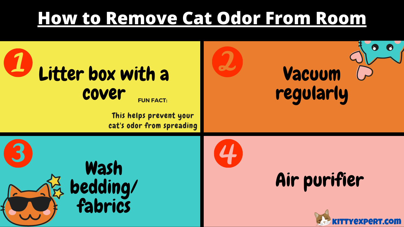 how-to-remove-cat-odor-from-a-room-the-kitty-expert