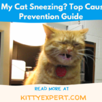 Why is My Cat Sneezing