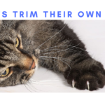 do cats trim their own nails