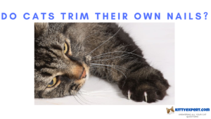 do cats trim their own nails
