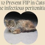 How to Prevent FIP in Cats