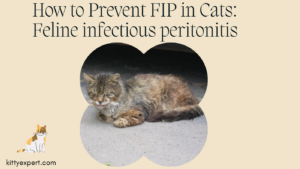 How to Prevent FIP in Cats