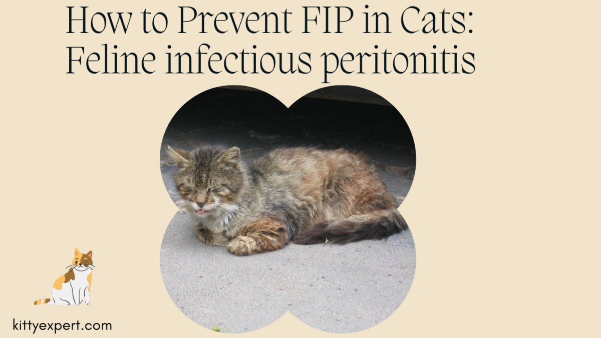 Feline infectious peritonitis
