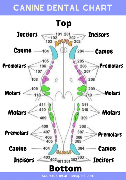 Canine Dental Chart: Dog Teeth Diagram - KittyExpert.com